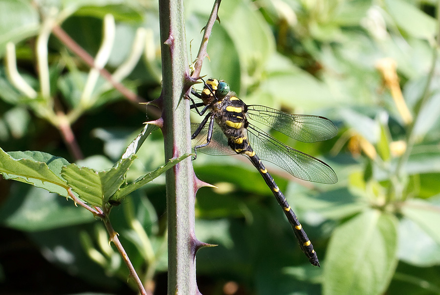 Cordulegaster boltonii